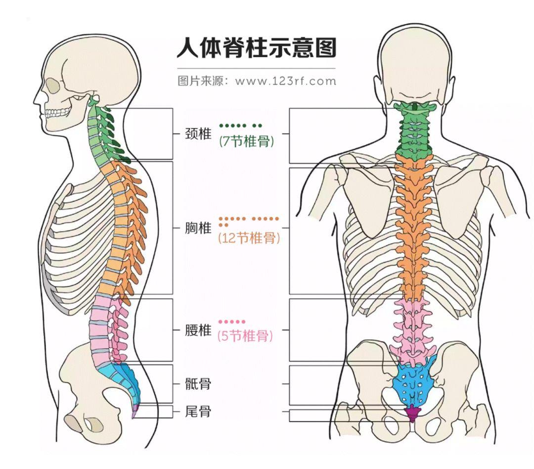 家用椅牌子健身好用吗_家用健身椅哪个牌子好_家庭健身椅