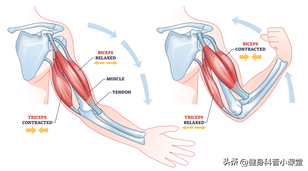 椅子健身动作_椅子健身法_健身椅锻炼方法