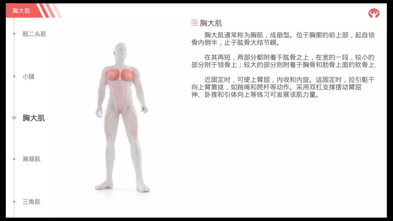 椅子健身_椅子健身法大全_健身椅使用方法