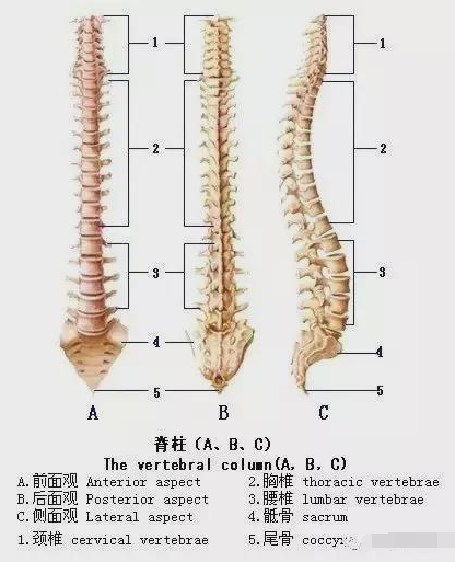 胸肌训练器有用吗_综合训练器 胸肌_器械胸肌训练