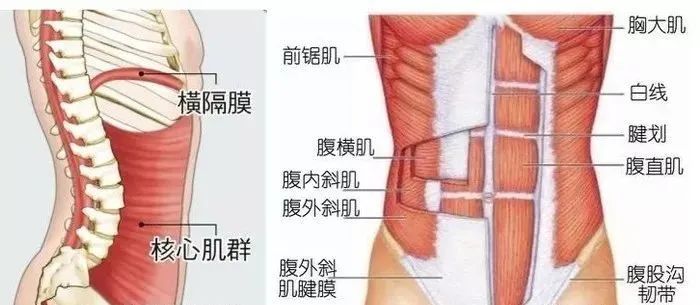 器械胸肌训练_胸肌训练器有用吗_综合训练器 胸肌