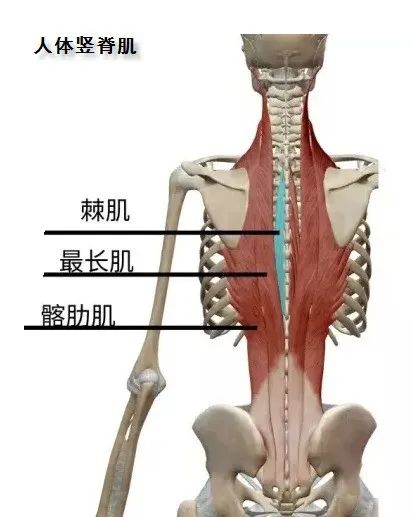 胸肌训练器有用吗_综合训练器 胸肌_器械胸肌训练