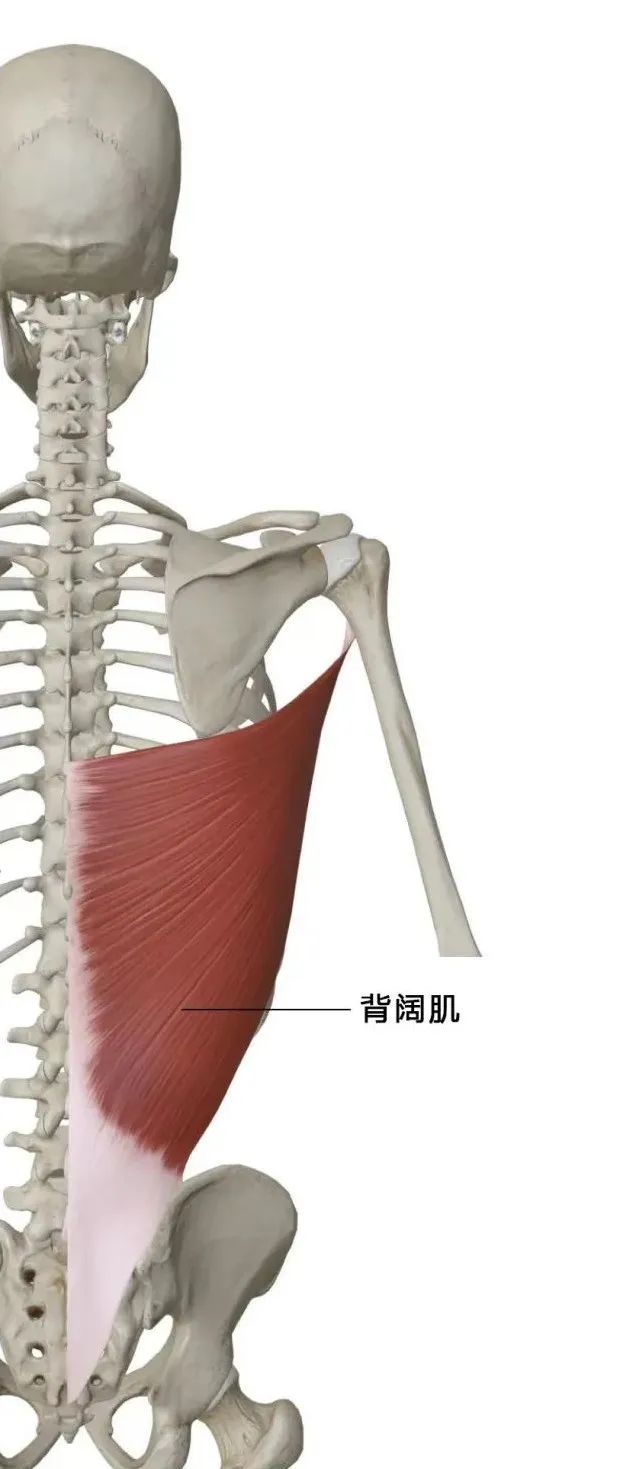 综合训练器 胸肌_器械胸肌训练_胸肌训练器有用吗