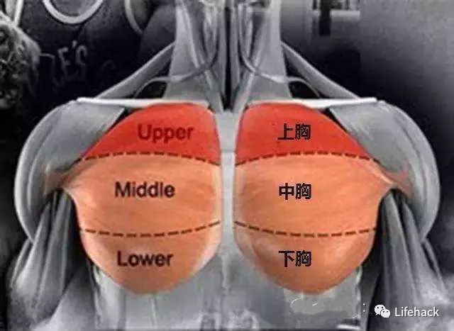 胸肌锻炼器材的使用方法_胸肌训练器有用吗_综合训练器 胸肌
