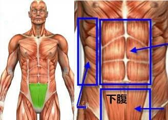 开yunapp体育官网入口下载手机版 下腹肌专项增肌训练：8个动作让腹肌立体性感有型绽放魅力
