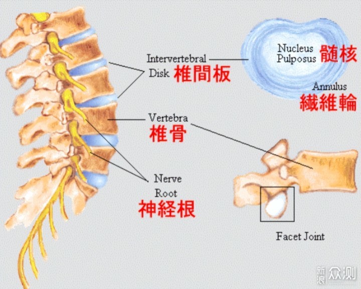 划船机不伤腰正确使用姿势硬核分析_新浪众测