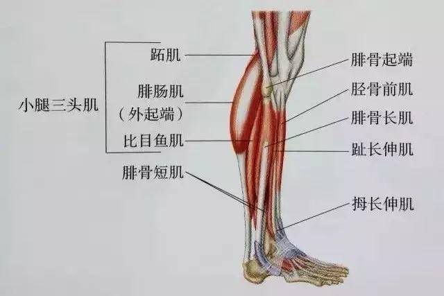 健身椅锻炼方法_椅子锻炼_椅子健身动作