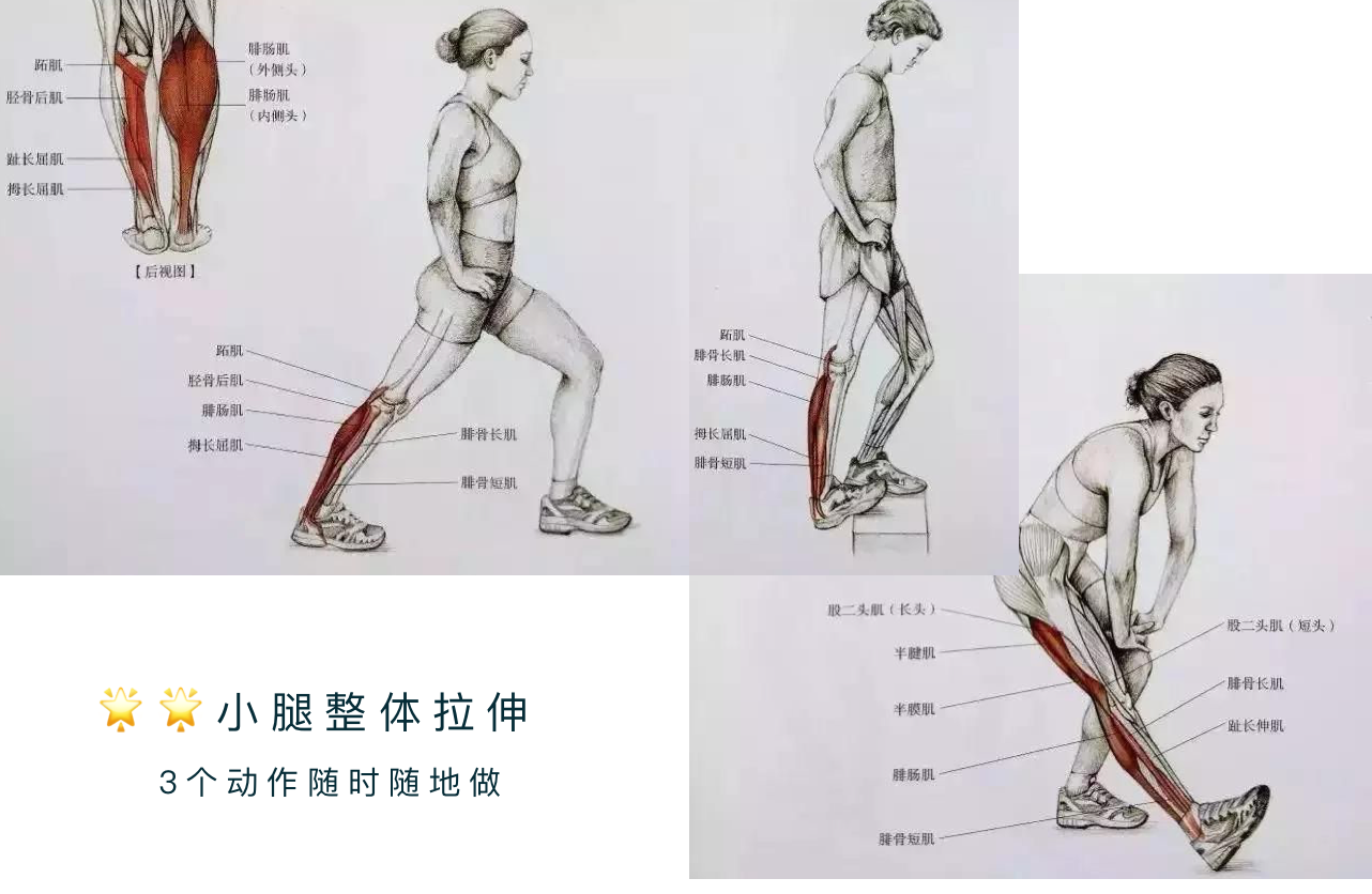 包含腓肠肌和比目鱼肌