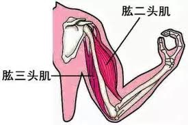 椅子健身动作_椅子锻炼_健身椅锻炼方法