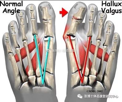 健身椅子使用方法视频_健身椅训练动作_健身椅使用方法